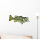 Largemouth Bass White