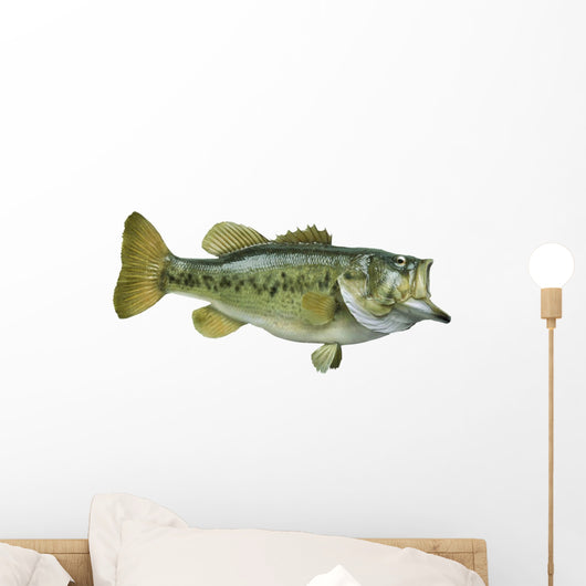 Largemouth Bass White