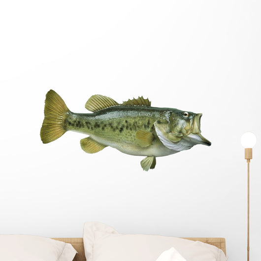 Largemouth Bass White