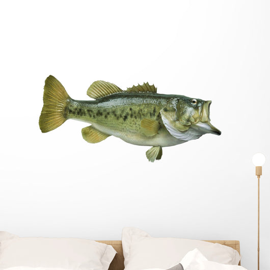 Largemouth Bass White