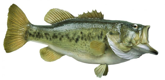 Largemouth Bass White