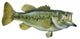 Largemouth Bass White