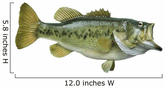 Largemouth Bass White