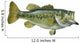 Largemouth Bass White