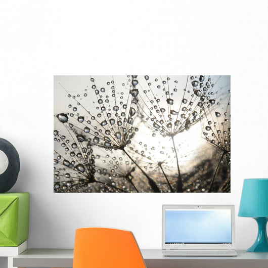Dandelion Seeds With Dew Drops Wall Mural