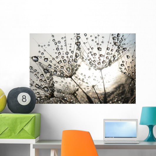 Dandelion Seeds With Dew Drops Wall Mural
