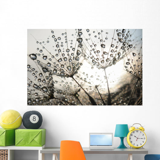 Dandelion Seeds With Dew Drops Wall Mural