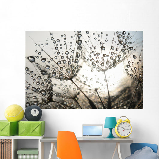 Dandelion Seeds With Dew Drops Wall Mural
