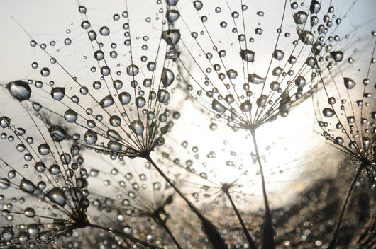 Dandelion Seeds With Dew Drops Wall Mural