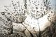 Dandelion Seeds With Dew Drops Wall Mural