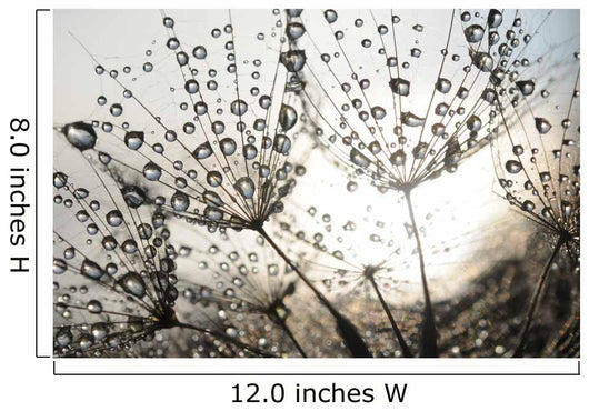 Dandelion Seeds With Dew Drops Wall Mural