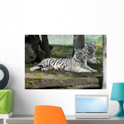 Two White Tigers Wall Mural shown on a wall