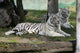 White Tigers Wall Mural