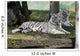 White Tigers Wall Mural