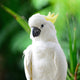 Sulphur-crested Cockatoo