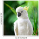 Sulphur-crested Cockatoo