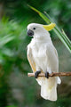 Sulphur-crested Cockatoo