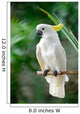 Sulphur-crested Cockatoo