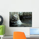 White Bengal Tiger Scratching His Back Wall Mural