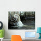 White Bengal Tiger Scratching His Back Wall Mural