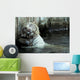 White Bengal Tiger Scratching His Back Wall Mural