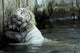 White Bengal Tiger Scratching His Back Wall Mural