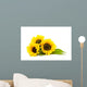 Sunflower White Helianthus