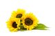 Sunflower White Helianthus