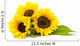Sunflower White Helianthus