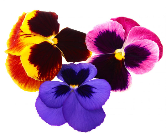 Flower Decals - pansies Wall Decal