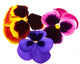 Flower Decals - pansies Wall Decal