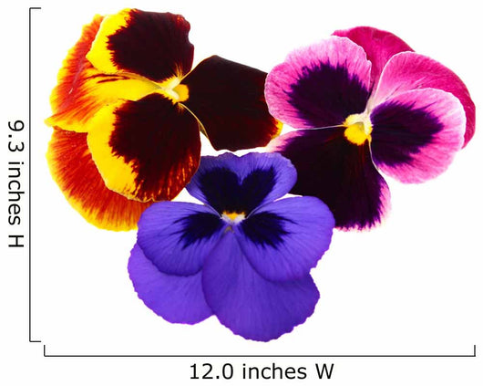 Flower Decals - pansies Wall Decal