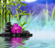 Purple Orchid Stones and
