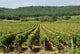 Vineyards Burgundy Wall Mural