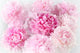 Floral background of pink peonies varieties Albert Kruss Wall Mural