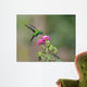 Hovering Hummingbird Wall Mural