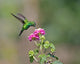 Hovering Hummingbird Wall Mural