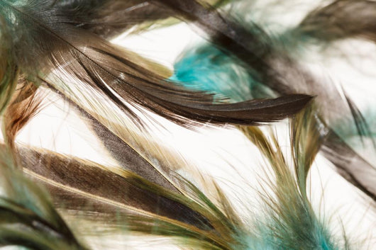 Color feathers Wall Mural