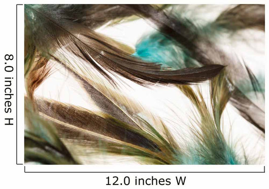 Color feathers Wall Mural