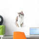 prtrait of pretty kitty with green eyes isolated on white Wall Decal