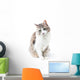 prtrait of pretty kitty with green eyes isolated on white Wall Decal