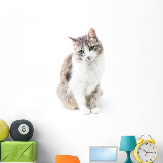 prtrait of pretty kitty with green eyes isolated on white Wall Decal