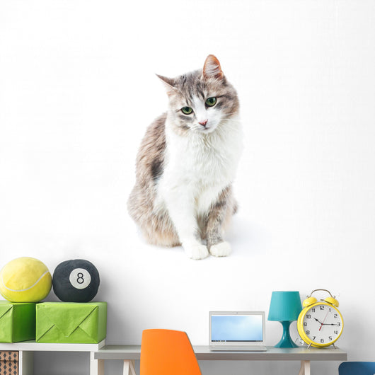 prtrait of pretty kitty with green eyes isolated on white Wall Decal