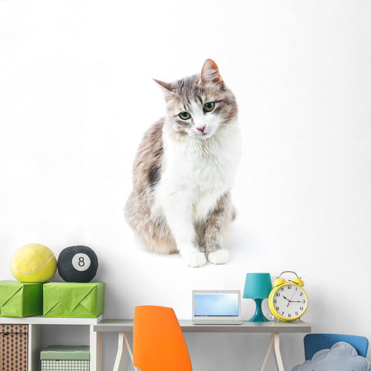 prtrait of pretty kitty with green eyes isolated on white Wall Decal