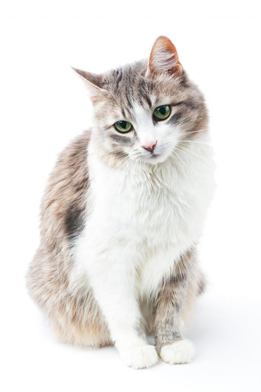 prtrait of pretty kitty with green eyes isolated on white Wall Decal