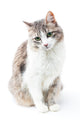 prtrait of pretty kitty with green eyes isolated on white Wall Decal