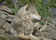 Wolves at Den in Northern Minnesota Wall Mural