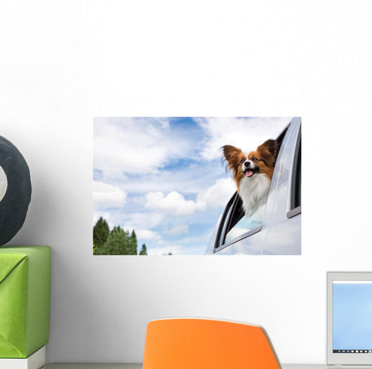 Papillon Dog Traveling Car