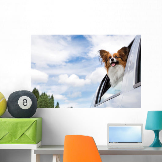Papillon Dog Traveling Car