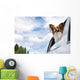 Papillon Dog Traveling Car